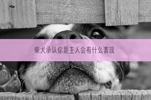 柴犬承认你是主人会有什么表现 