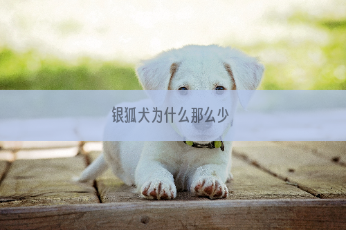 银狐犬为什么那么少 