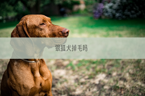 银狐犬掉毛吗 