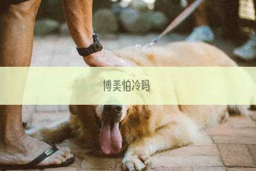 博美怕冷吗 