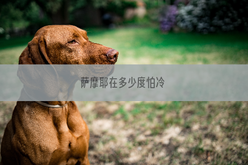 萨摩耶在多少度怕冷 