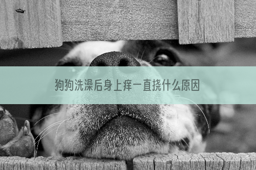 狗狗洗澡后身上痒一直挠什么原因 狗狗洗澡后一直挠怎么办