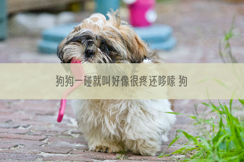 狗狗一碰就叫好像很疼还哆嗦 狗狗一碰就叫好像哪里疼