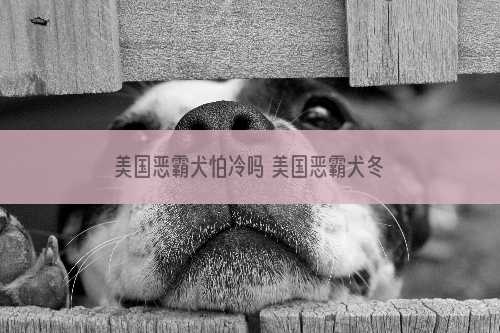 美国恶霸犬怕冷吗 美国恶霸犬冬天怕冷吗