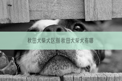 秋田犬柴犬区别 秋田犬柴犬有哪些区别