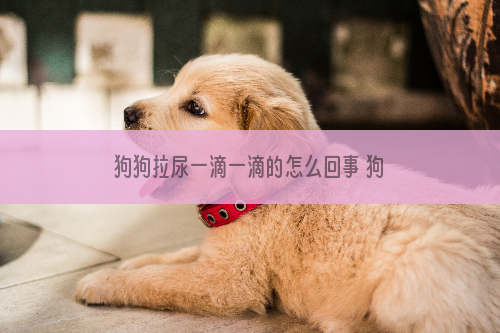 狗狗拉尿一滴一滴的怎么回事 狗狗尿一滴一滴出来