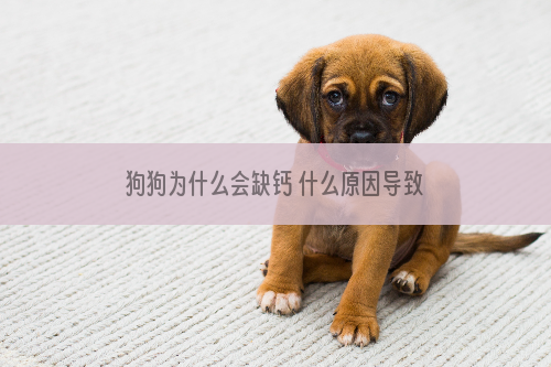 狗狗为什么会缺钙 什么原因导致狗狗缺钙