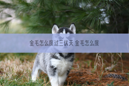 金毛怎么度过三伏天 金毛怎么度过夏天