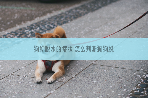 狗狗脱水的症状 怎么判断狗狗脱水