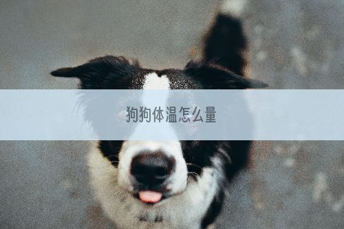 狗狗体温怎么量
