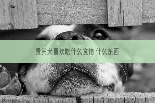 贵宾犬喜欢吃什么食物 什么东西贵宾最喜欢吃