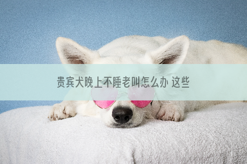 贵宾犬晚上不睡老叫怎么办 这些方法主人要知道