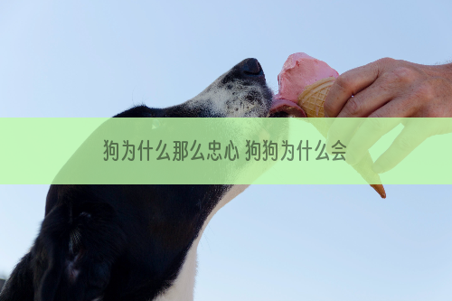 狗为什么那么忠心 狗狗为什么会对人忠心