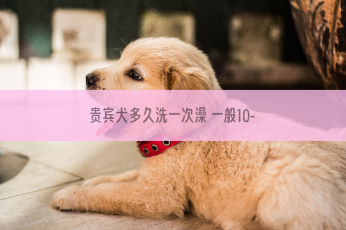 贵宾犬多久洗一次澡 一般10-15天！