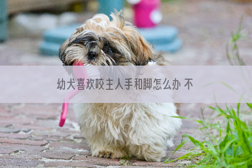 幼犬喜欢咬主人手和脚怎么办 不要直接拉扯！