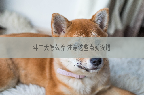 斗牛犬怎么养 注意这些点就没错了！