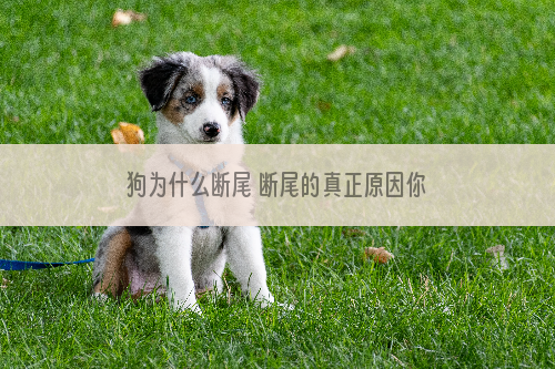 狗为什么断尾 断尾的真正原因你知道吗？
