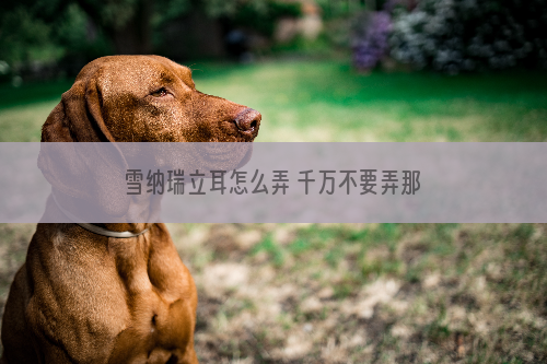 雪纳瑞立耳怎么弄 千万不要弄那些有的没的小偏方！