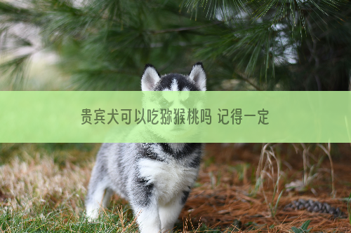 贵宾犬可以吃猕猴桃吗 记得一定要去皮之后再喂食