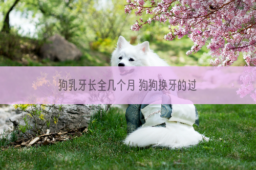 狗乳牙长全几个月 狗狗换牙的过程你知道吗？