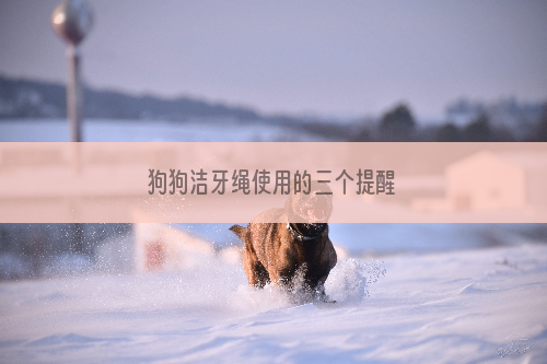 狗狗洁牙绳使用的三个提醒