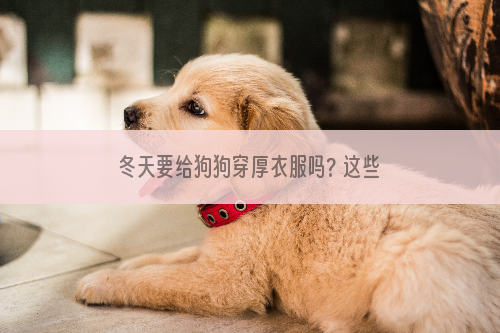 冬天要给狗狗穿厚衣服吗? 这些错误观念赶紧纠正过来！