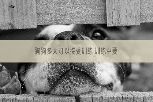 狗狗多大可以接受训练 训练中要注意什么？