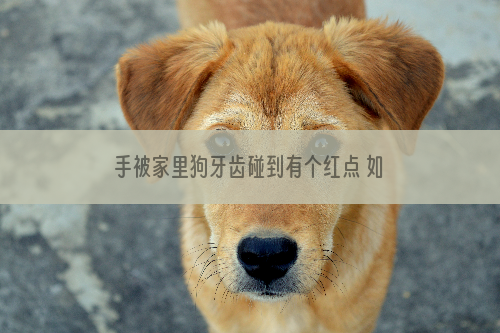 手被家里狗牙齿碰到有个红点 如何正确消毒处理？