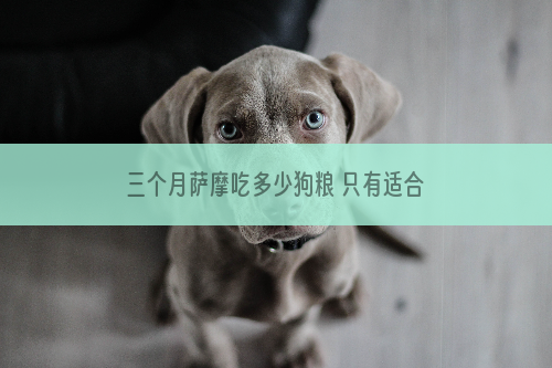 三个月萨摩吃多少狗粮 只有适合的才是最好的！