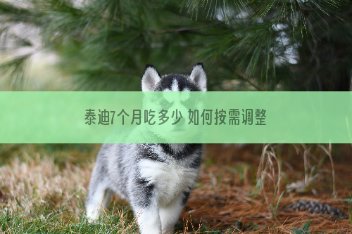 泰迪7个月吃多少 如何按需调整喂食量