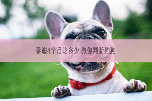 泰迪4个月吃多少 教你判断狗狗饱腹程度