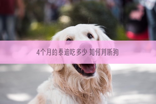 4个月的泰迪吃多少 如何判断狗狗食量