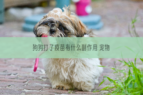 狗狗打了疫苗有什么副作用 宠物狗狗疫苗注射后的四大问题