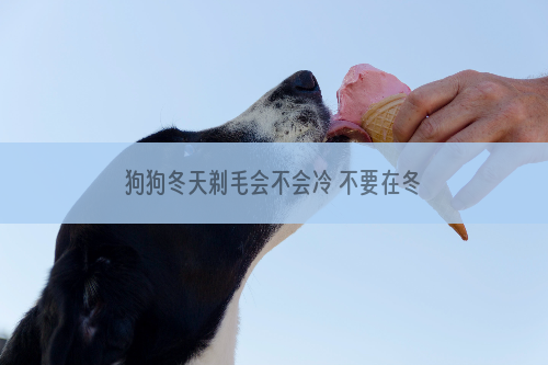 狗狗冬天剃毛会不会冷 不要在冬天剃毛不行吗？