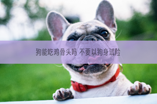 狗能吃鸡骨头吗 不要以狗身试险哦！