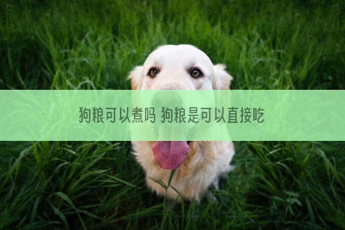 狗粮可以煮吗 狗粮是可以直接吃的！