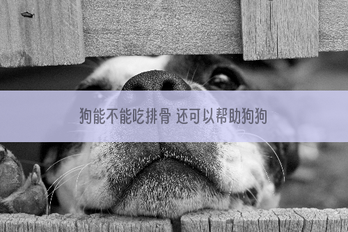 狗能不能吃排骨 还可以帮助狗狗磨牙呢