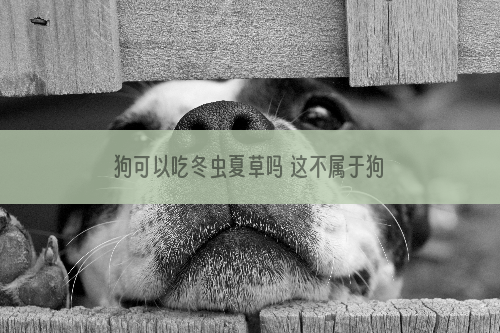 狗可以吃冬虫夏草吗 这不属于狗狗的生活必需品