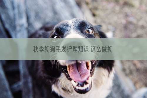 秋季狗狗毛发护理知识 这么做狗狗毛发才能丝滑！