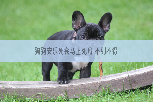 狗狗安乐死会马上死吗 不到不得已还是救救它吧！