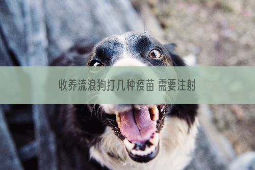 收养流浪狗打几种疫苗 需要注射的一样不可以少！