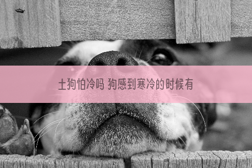 土狗怕冷吗 狗感到寒冷的时候有什么表现？