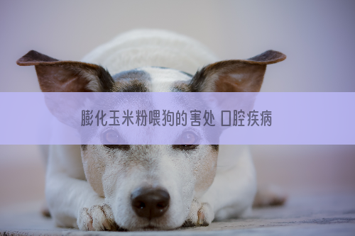 膨化玉米粉喂狗的害处 口腔疾病风险要注意哦！