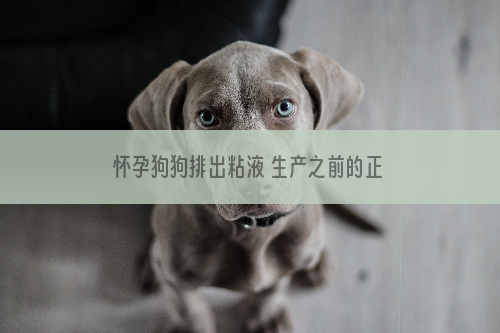 怀孕狗狗排出粘液 生产之前的正常现象！