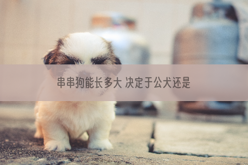 串串狗能长多大 决定于公犬还是雌犬？