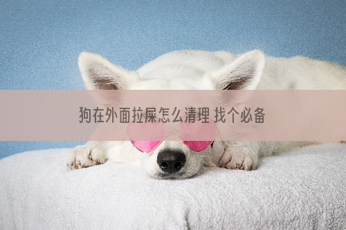 狗在外面拉屎怎么清理 找个必备的铲屎神器一定要有!