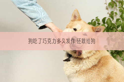狗吃了巧克力多久发作 还敢给狗狗吃巧克力？
