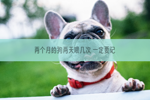 两个月的狗两天喂几次 一定要记住少量多餐哦！