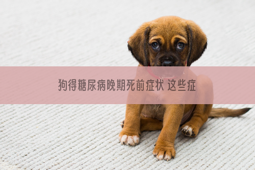 狗得糖尿病晚期死前症状 这些症状的时候主人就需要注意了