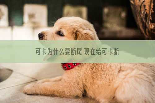 可卡为什么要断尾 现在给可卡断尾并不是必需项